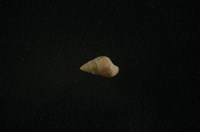 藏品(臺灣山椒蝸牛)的圖片